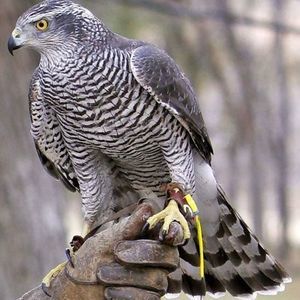 Meet your Posher, Paul